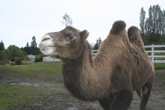 Gobi the camel