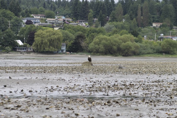 An eagle surveys Liberty Bay