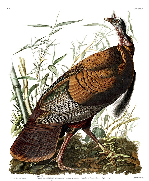 High-resolution copies of John J. Audubon’s paintings are available for free courtesy of the Audubon Center at Mill Grove