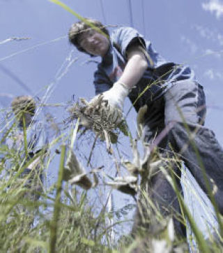 Cameron Davis spent last year’s Day of Caring clearing out weeds at Old Mill Park in Silverdale. United Way is currently looking for volunteers for this year’s Day of Caring event.