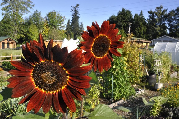 Flowers grow in the city-run collective garden while leaders continue a moratorium on collective marijuana gardens.