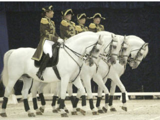 Riders line up the Lipizzaner Stallions during a 2007 show at the Kitsap County Fairgrounds Pavilion.