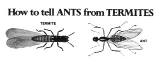 Termites — bad. Ants — not so bad.