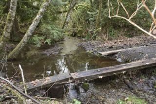 The Kitsap County Health Department's annual report on area water quality had good news for streams like South Kitsap’s Karcher Creek.