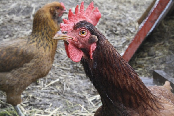 A pair of chickens do the chicken dance outside of their Bremerton coop earlier this week. The birds are a Rhode Island Red