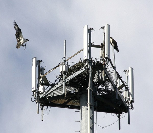 An osprey delivers a stick to its nest atop a T-Mobile cell phone tower in Poulsbo