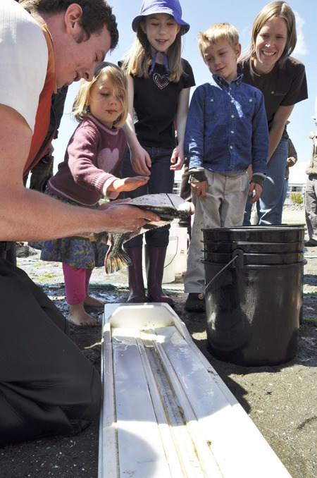 Floundering in Silverdale's Old Mill Park