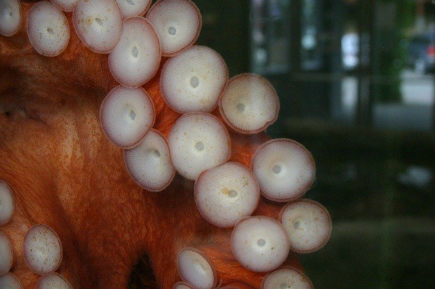 A close-up of resident octopus