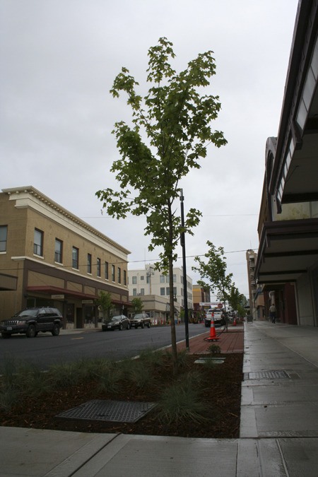 The City of Bremerton planted rain gardens along Pacific Avenue this week to mitigate storm water pollution. A new non-profit group