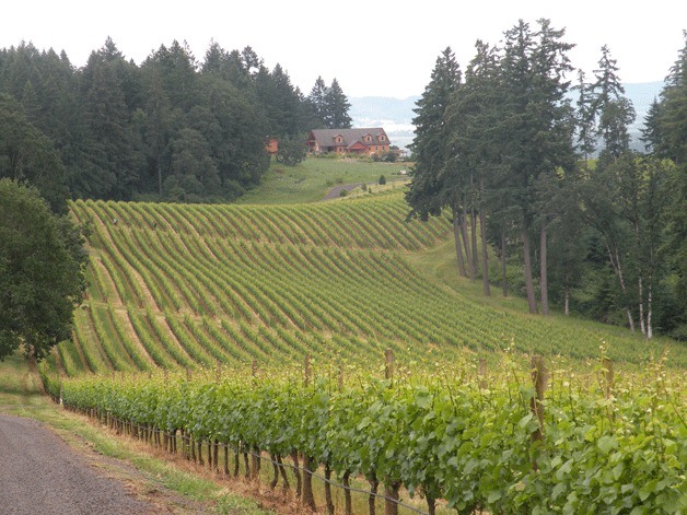 Oregon vineyards such as this produce a wealth of Pinot Noir wine.