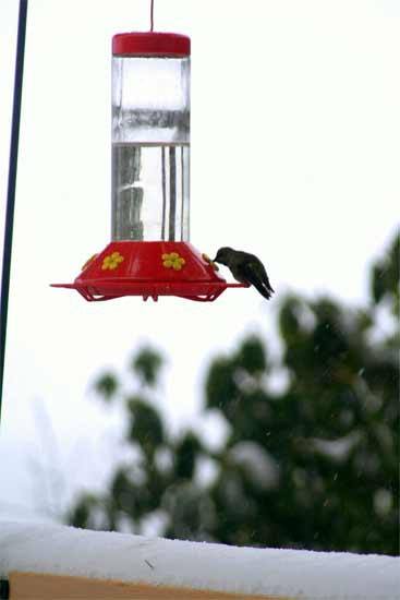 A hummingbird enjoys a drink of water in Lemolo Thursday morning.