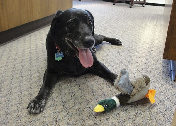 Sampson was store greeter at Dahlquist’s Fine Jewelry in Poulsbo.