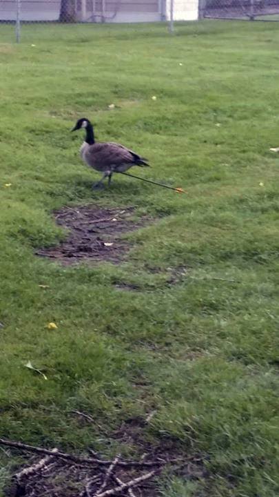 A resident of the Liberty Bay area reported taking this photo of a female goose with an arrow sticking out of her leg