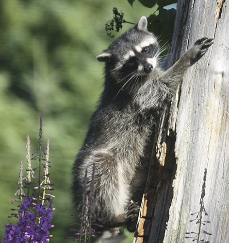 Avoid feeding wildlife