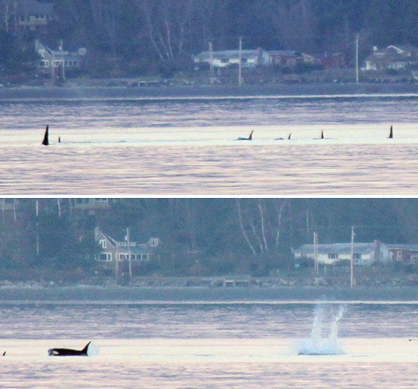 A pod of around five orcas swims within viewing distance from Bachmann Park in Bremerton on Jan. 30.