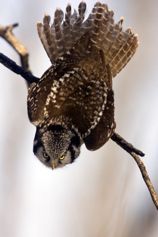 Conservationist/photographer Paul Bannick strives to let the birds tell the story of the importance of preserving their habitat in his new book.