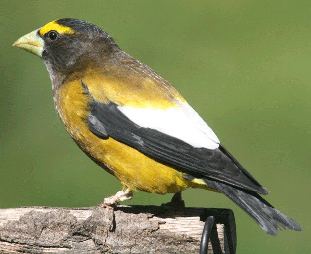 Kathy Swartz caught this sight of an Evening Grosbeak.