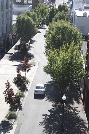 Bremerton city officials are debating whether to remove trees on Fourth Street.