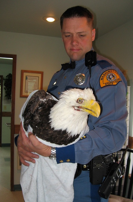 Washington State Patrol (WSP) Trooper Travis Snider rescued an injured male bald eagle from State Route 3 at Finn Hill in Poulsbo Friday morning