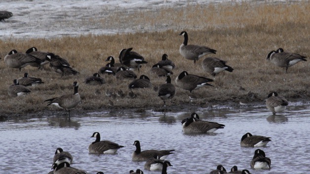 Heerman’s and Glaucous-winged Gulls gather near Point No Point.