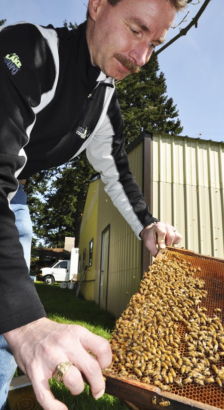 David Mackovjak checks a frame from a bee hive for the queen Friday in Silverdale. Local beekeepers say there is renewed interest in tending to bees as people become more interested in controlling how food arrives on their dinner tables.