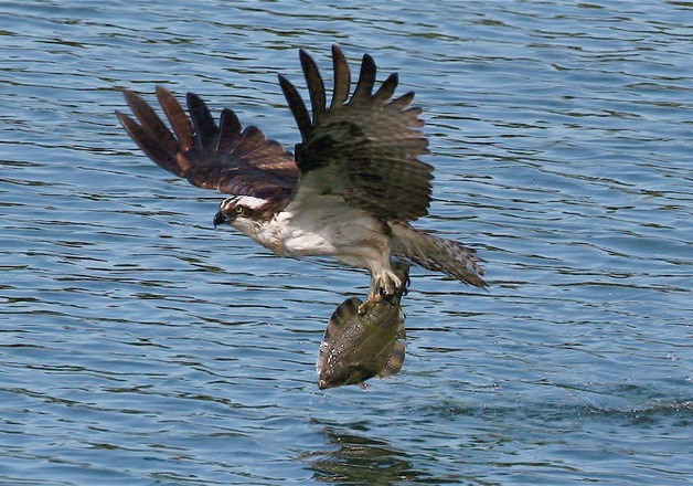 The young osprey are learning how to catch fish on their own