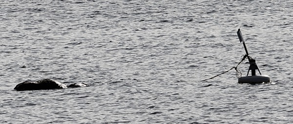 The remains of a cow floats in the water just off North Beach in Kingston May 2. The cow washed on shore around April 25.