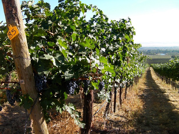 Upland Vineyard is on Snipes Mountain