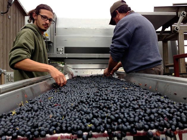 Red wine grapes are sorted at Reininger Winery in the Walla Walla Valley during the 2013 harvest.