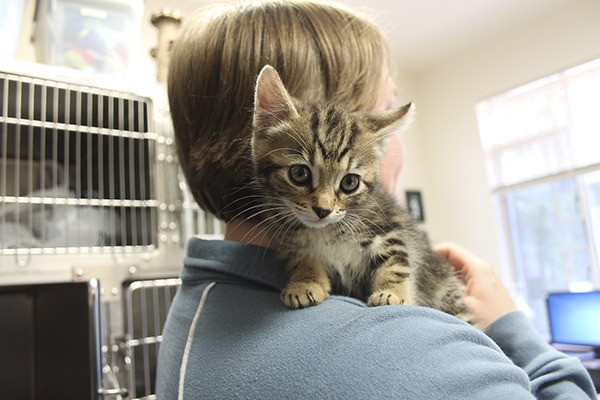 A kitten hangs on tight to Kaitlin Hibbs at the KHS shelter. The shelter is looking for people to foster kittens.