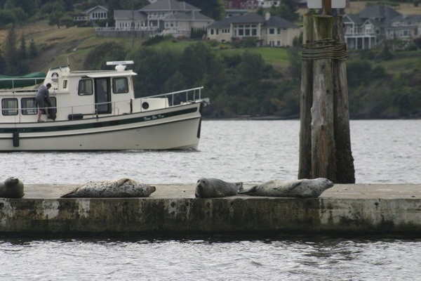 Seals bask on a dock near the Port of Poulsbo breakwater.