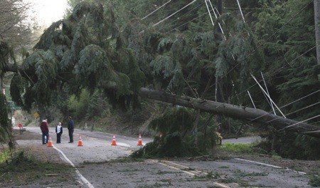 A tree fell across Miller Bay Road north of Suquamish Tuesday afternoon.