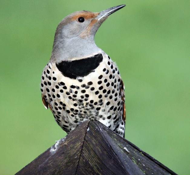 How do birds stay warm during the winter? | Kitsap Week | Kitsap Daily News