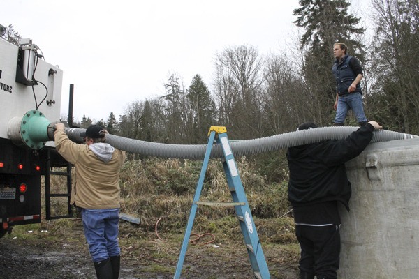 Coho salmon are released into Port Gamble Bay net pens