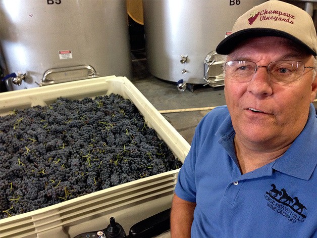 Paul Champoux of Champoux Vineyards talks about the Marquette grapes he harvested this month.