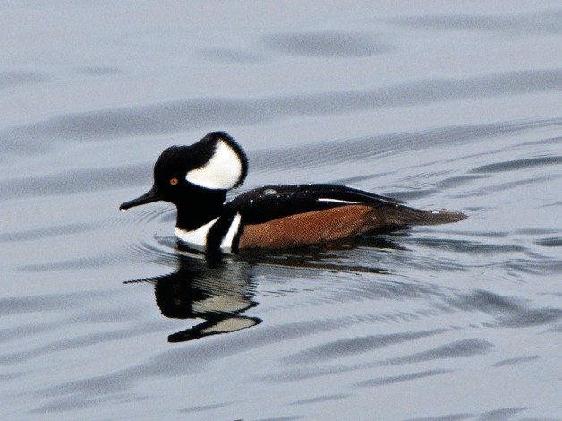 A Hooded Merganser is one winter bird to see in Washington’s waterways.