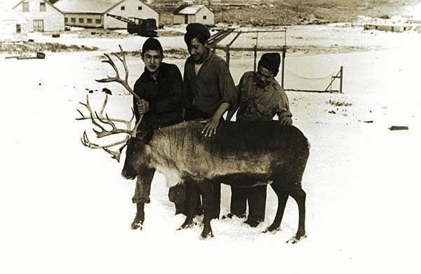 Three Alaska Native boys with a reindeer