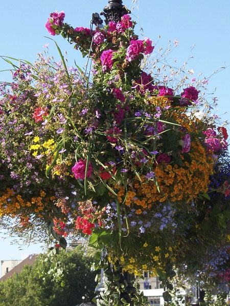 Hanging flower baskets will soon be lining Bay Street.