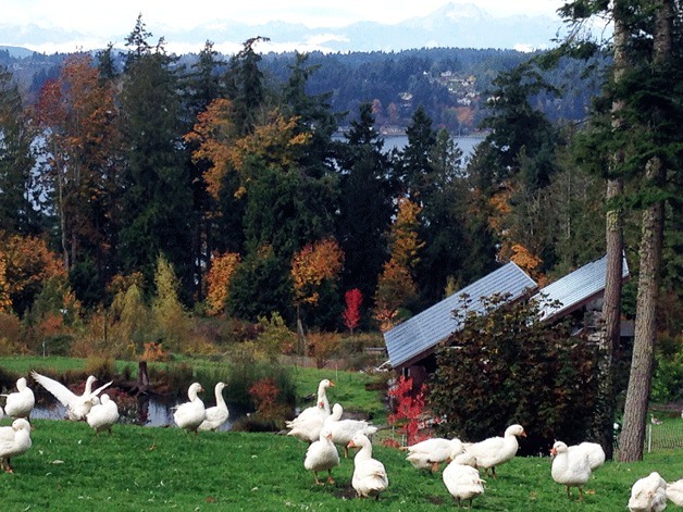 Tani Creek Farm on Bainbridge Island has geese available for Thanksgiving and Christmas.