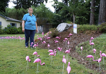 Barbara Smith is surrounded by a flock of flamingos in her Central Kitsap yard