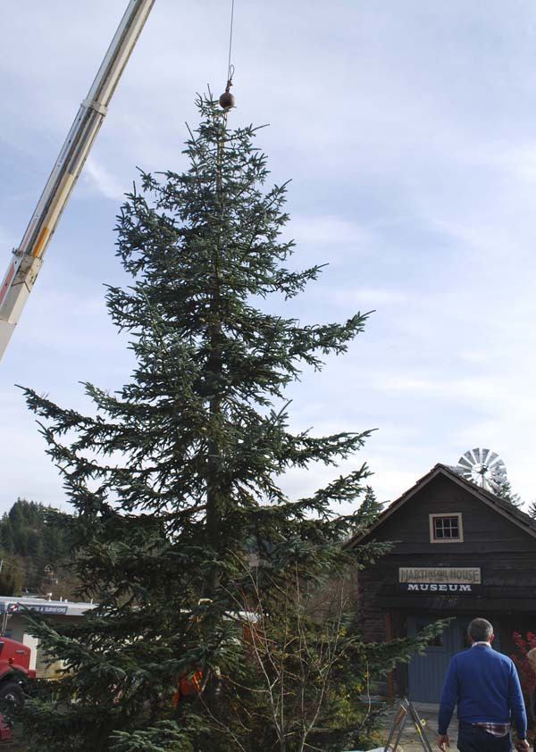 The 38-foot Christmas tree is ready to be illuminated Friday at the Martinson Cabin during Viking Avenue's holiday celebration.