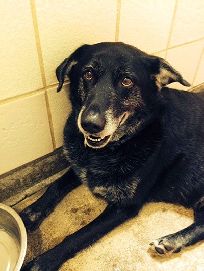 Buttercup the Labrador managed to swim across the Port Washington Narrows. She is now in need of a new home if her owner does not claim her.