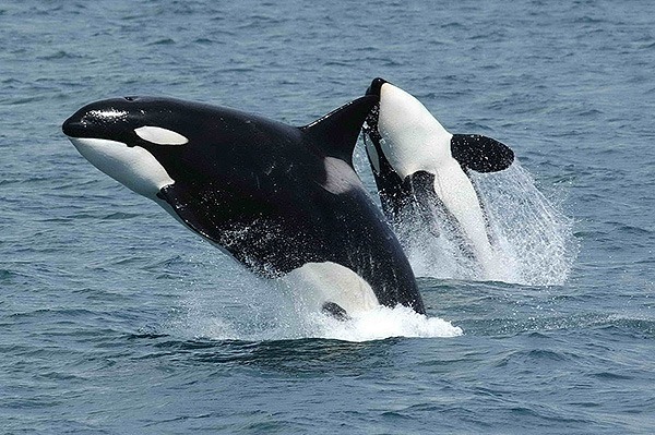 Two killer whales jump above the sea surface