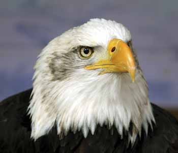 A bald eagle