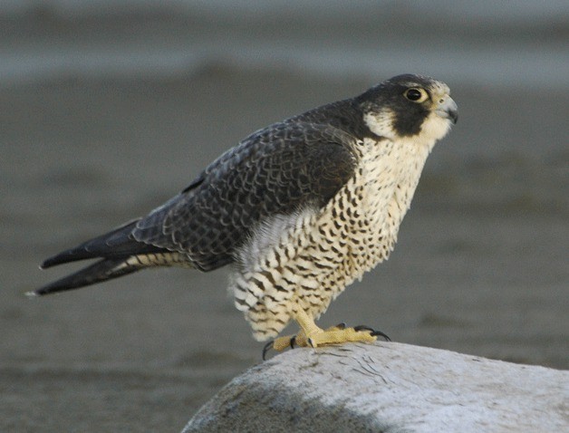 WSDOT was persuaded to delay painting the Warren Avenue Bridge in Bremerton until peregrine falcons