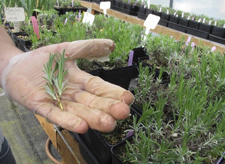 Lavender fields of Sequim haven't bloomed yet