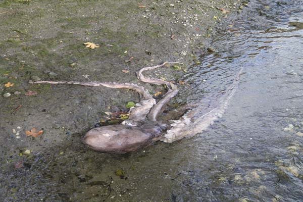 A male Giant Pacific Octopus was found dead last week at the mouth of Liberty Bay.