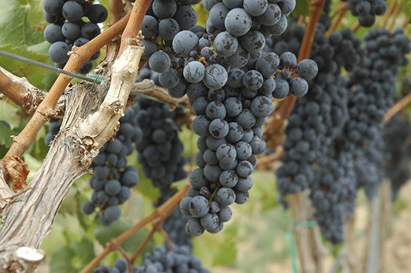 Red wine grapes