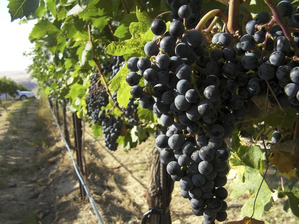 More winemakers are blending red grapes to produce superior wines.