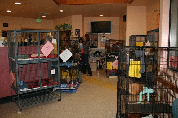 The lobby at the Kitsap Humane Society's Silverdale shelter is filled with kittens ready to be adopted.